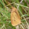 Diacrisia sannio